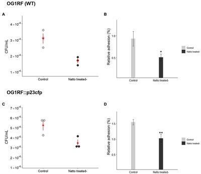 Bacillus subtilis natto Derivatives Inhibit Enterococcal Biofilm Formation via Restructuring of the Cell Envelope